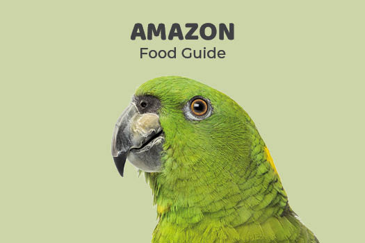 NorthernParrots's tweet photo. Learn how to pick the right food for your #AmazonParrot. #AmazonParrotDay. https://t.co/3xDTPgw60R https://t.co/iQpUBoiQxh