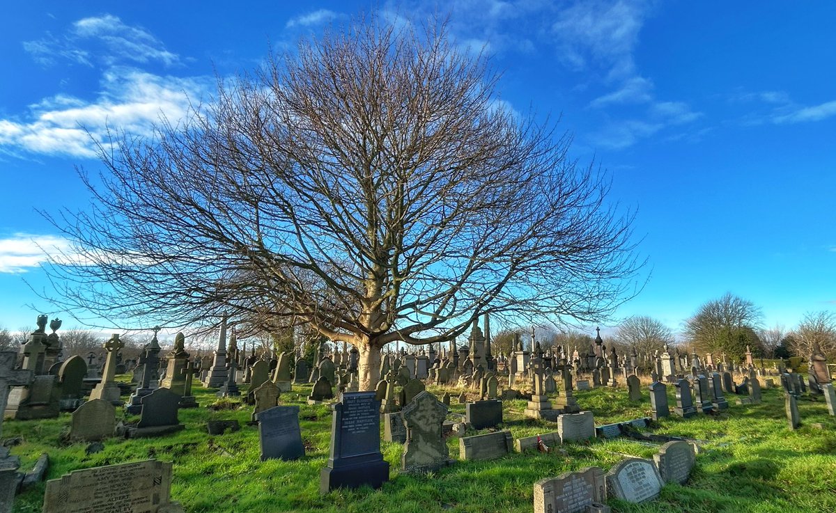 Undercliffe Cemetery (QAVS) tweet media
