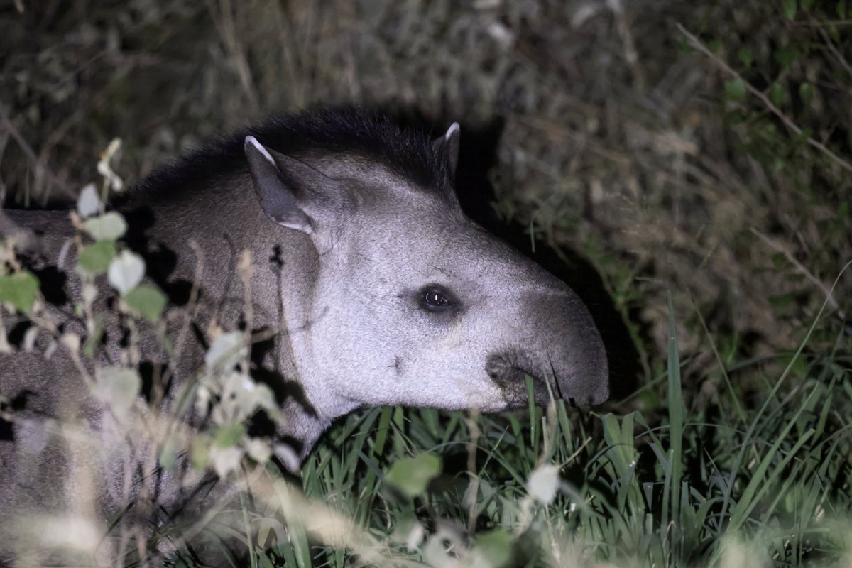 DanielBranch94's tweet photo. Despite several visits to South America, before visiting Paraguay, I had never managed to see a Tapir!
However, that was laid to rest in spectacular style, with nine encounters during a month of traveling the country, including six in one night! https://t.co/Irc1bdMdla