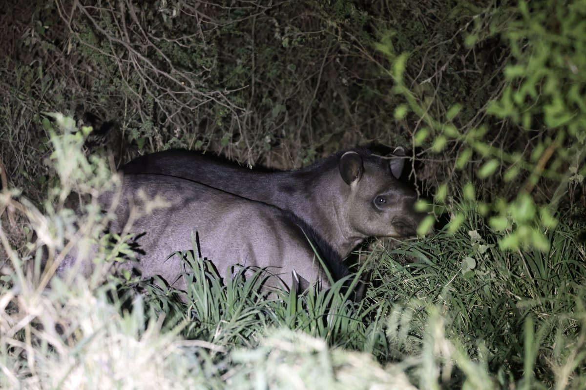 DanielBranch94's tweet photo. Despite several visits to South America, before visiting Paraguay, I had never managed to see a Tapir!
However, that was laid to rest in spectacular style, with nine encounters during a month of traveling the country, including six in one night! https://t.co/Irc1bdMdla