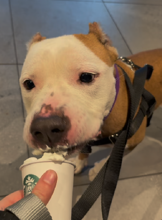 NMBewitched's tweet photo. Sienna went on a #BoroughBreak 
There is shy &amp; then there is Sienna 
This #SeniorGal loves to make friends 
Though one must nap 

#AdoptMe 
https://t.co/xA4GgBqaDu https://t.co/1Wierw8n1F