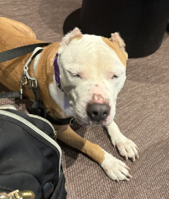 NMBewitched's tweet photo. Sienna went on a #BoroughBreak 
There is shy &amp; then there is Sienna 
This #SeniorGal loves to make friends 
Though one must nap 

#AdoptMe 
https://t.co/xA4GgBqaDu https://t.co/1Wierw8n1F