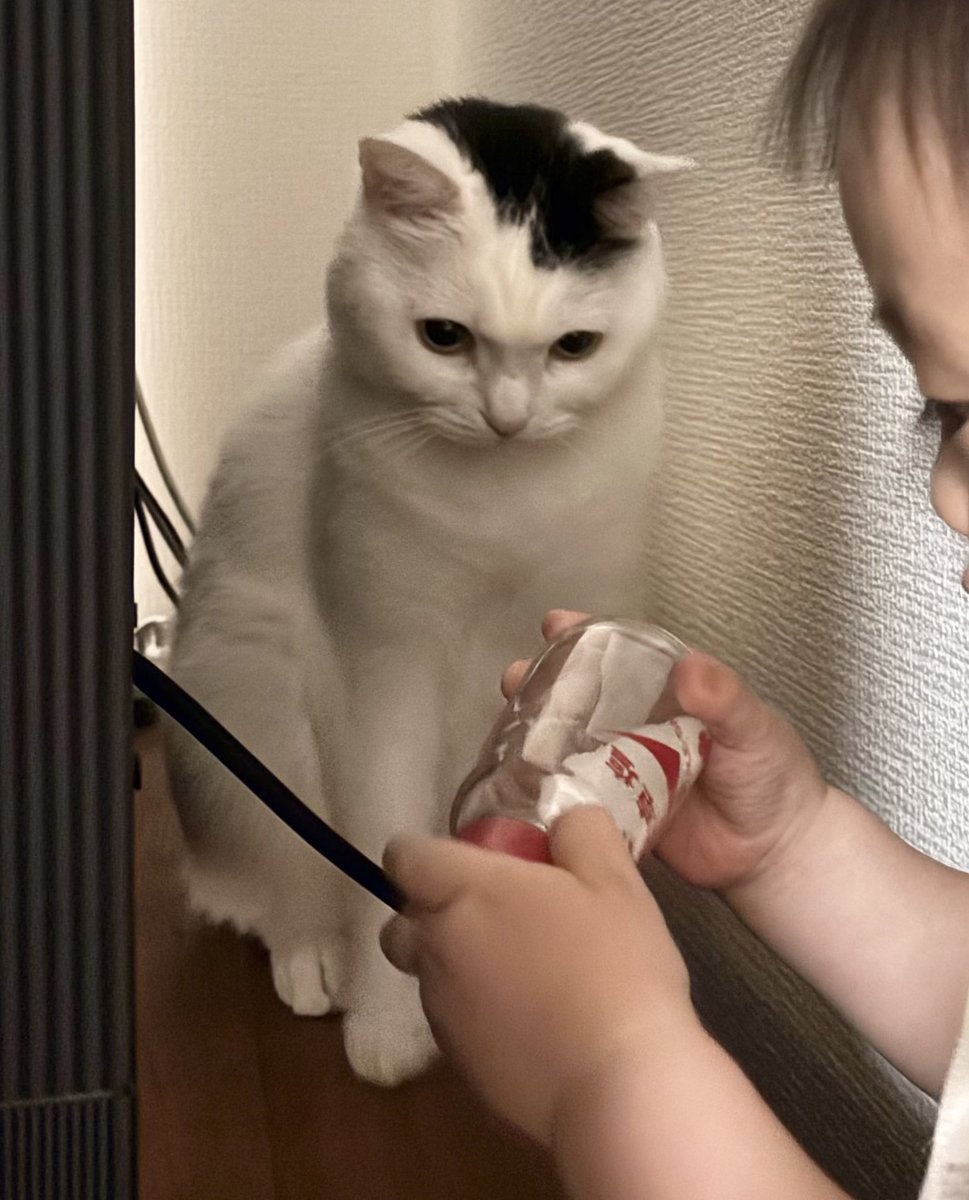 ABRAHAM24683266's tweet image. 静かだと思ったら2人で塩みてた