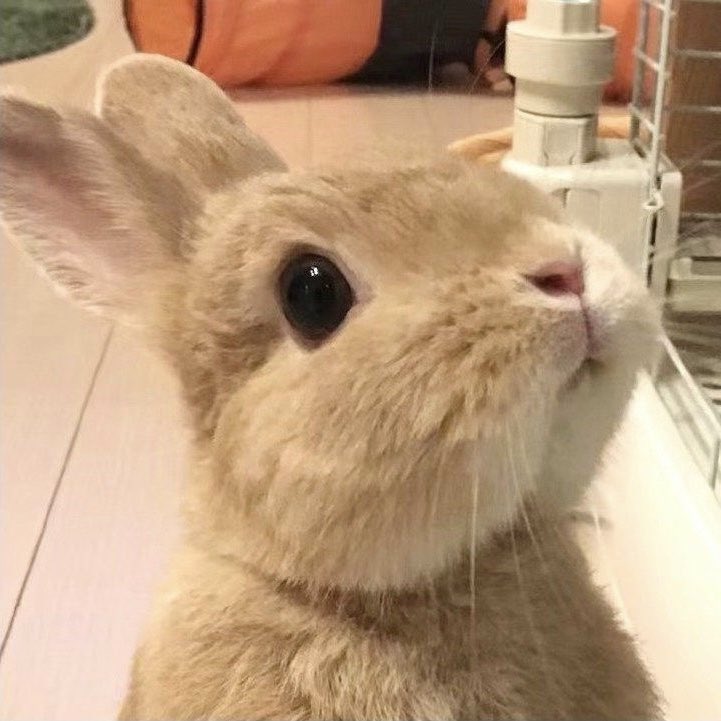 enhvick's tweet image. bunniest bunny to ever bunny