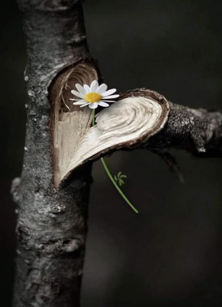 P_Champigny's tweet image. 737 Nul n’est parfait. Il y aura toujours une fêlure, une brisure, une cassure secrète qui donne de l’épaisseur à la personne que l’on idéalise.