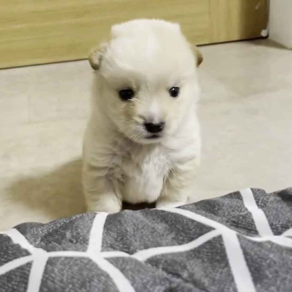 똥개 운학 tweet media