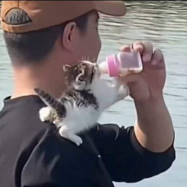 PunchingCat's tweet image. 