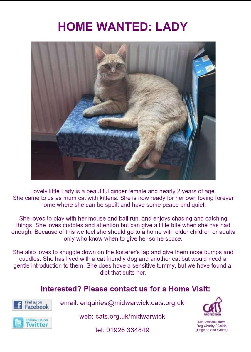 MidWarksCP's tweet image. HOME WANTED: Lovely Lady enjoys playing and some lap time.

Could you offer her a #foreverhome? 

#adoptdontshop
