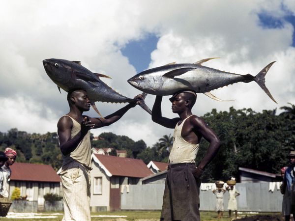 The Great Debate of 1946: Size or Skill? 

​This iconic shot was captured by Earl Leaf in Castries, Saint Lucia, back in 1946. These fishermen are carrying massive Yellowfin Tunas with legendary balance.