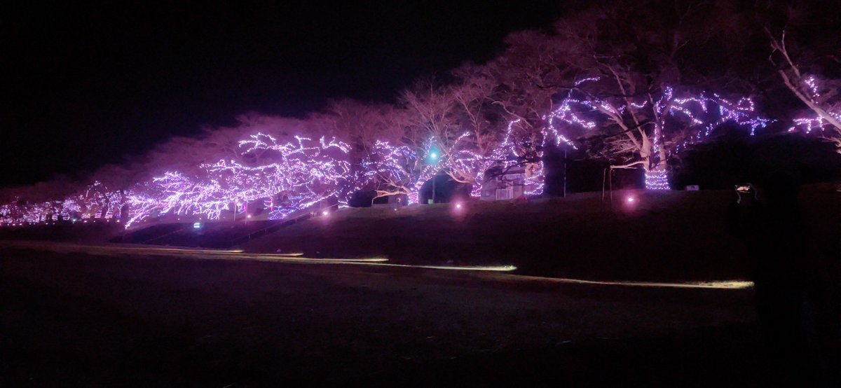 yaaaaaaton's tweet image. 大河原の千本桜イルミネーション、なかなか綺麗だった🌸弘前も真似せい