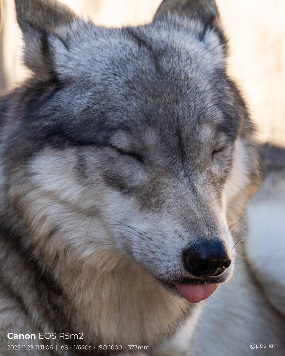 平川動物公園／オオカミ