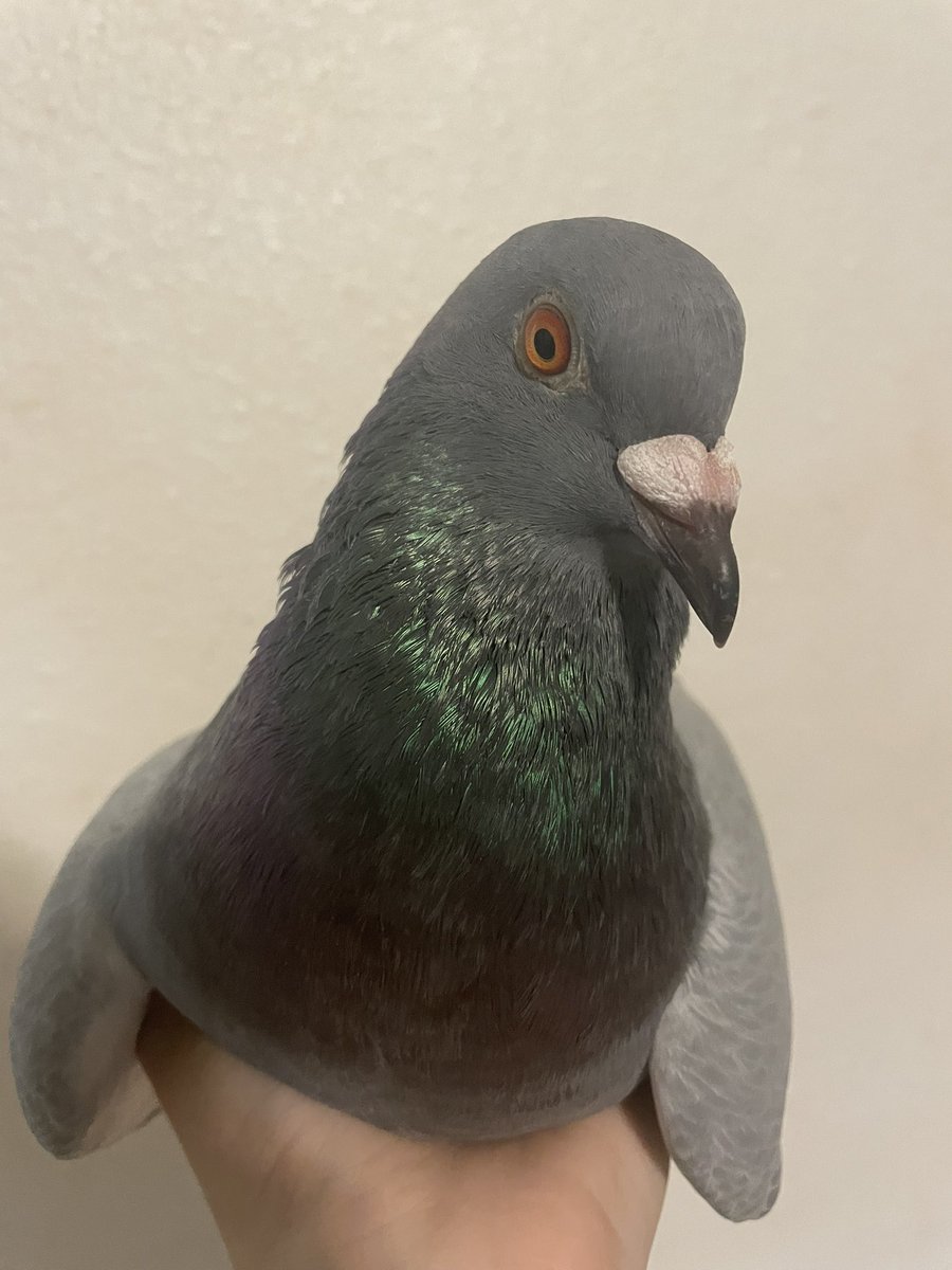 badrechicken's tweet image. william… you are
evil like stewie
annoying like meg
annoying like lois
car accident like brian
you are our least favorite family guy