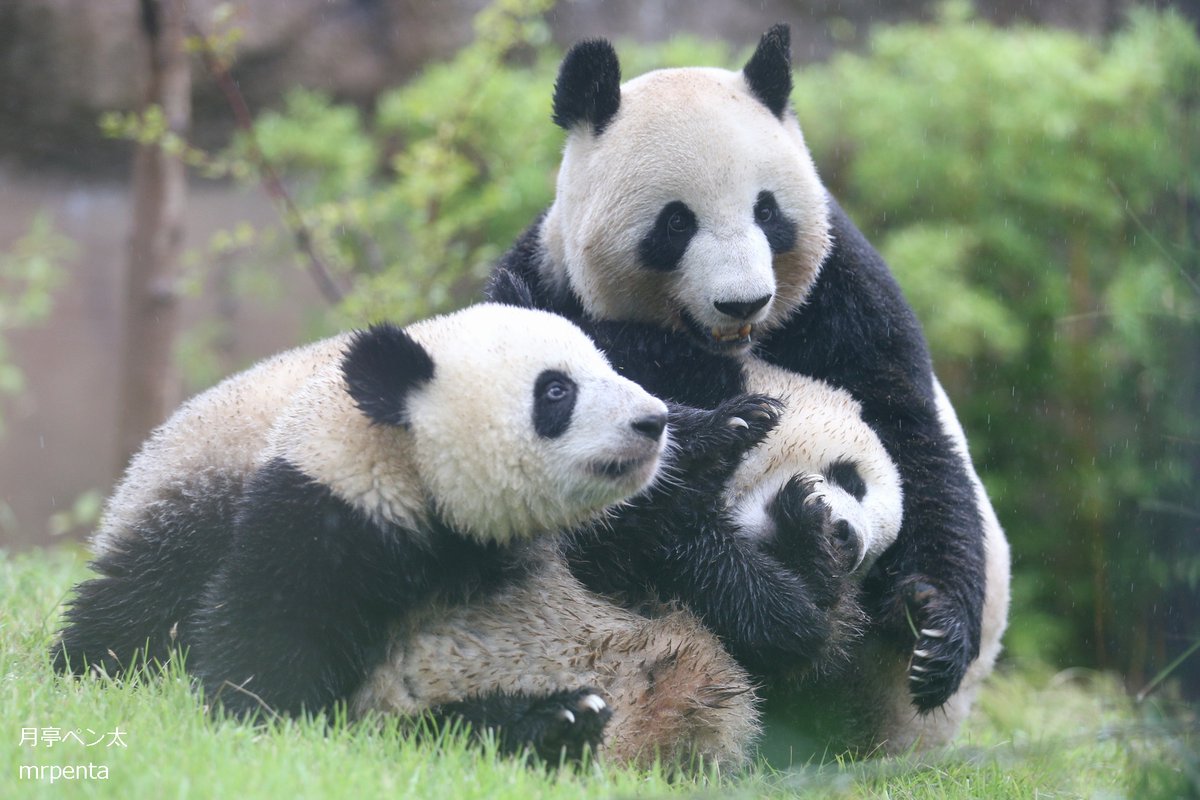 シンシン シャオシャオ レイレイ 2022.10.05 #上野動物園