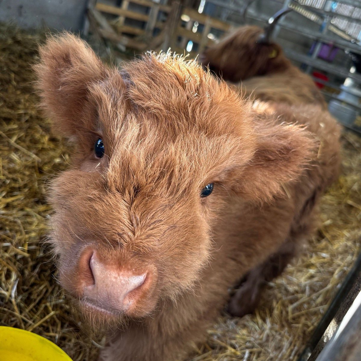 Matlock Farm Park tweet media