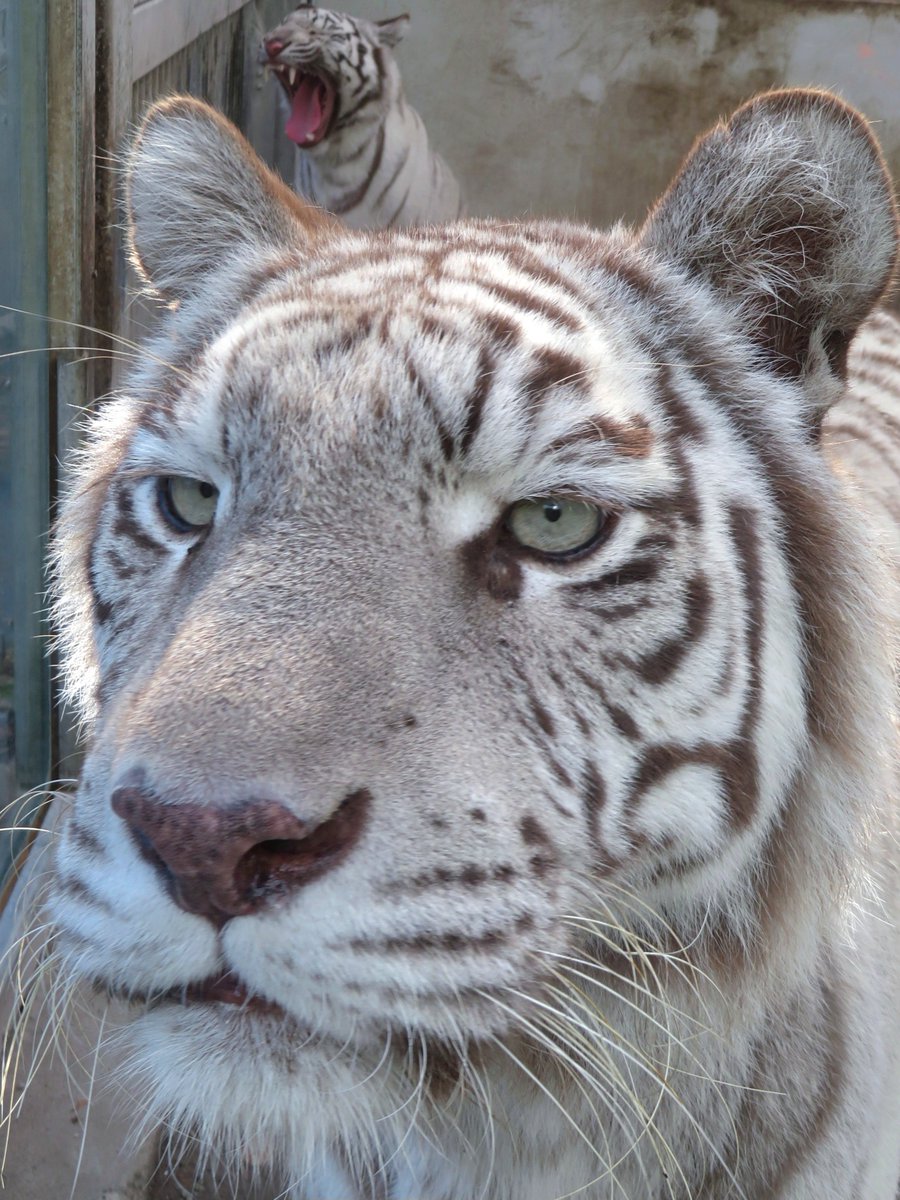 ママップ with 大あくびツキちゃん