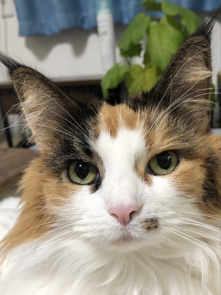 よっしー。様ページ ヨッシー (@AOGSDkw5Qmr1X51) / Posts / X