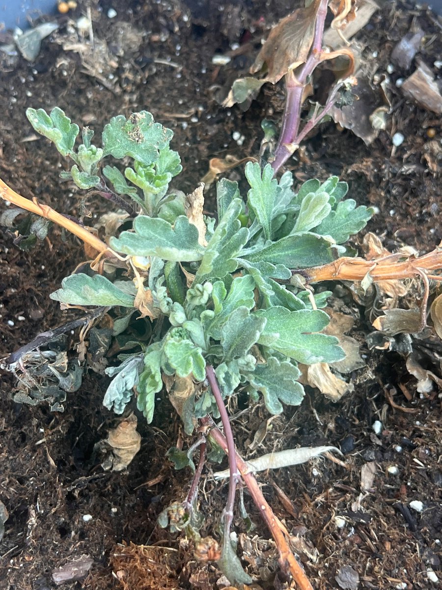 I’ve got plants thinking it’s spring &amp;  growing back 🫩 <a href="/BianchiWeather/">Chris Bianchi</a>