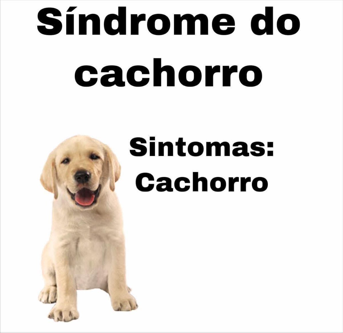 cachorro (@cachorrocore) on Twitter photo 