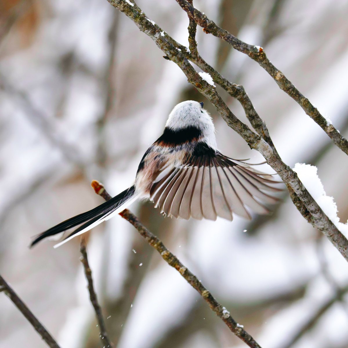 雪がちらつくけど出勤！！ 2025 12 撮影 #シマエナガ #野鳥撮影 #札幌