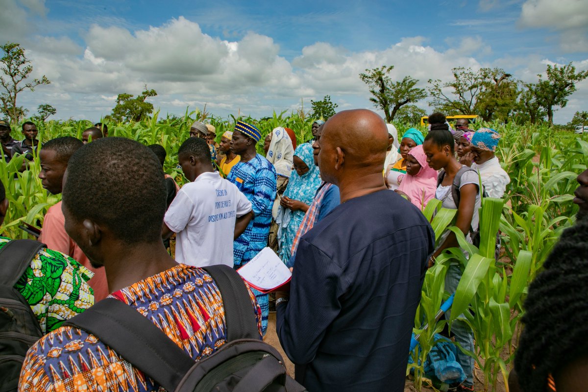 IFDC North and West Africa (ARCHIVED) tweet media