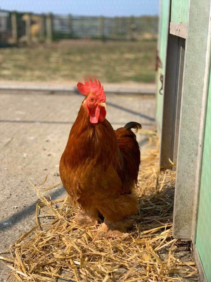 team_greenacres's tweet image. 🐓Cockerels🐓

We almost always have cockerels of different sizes needing homes

Please apply by following the link below 👇 if you feel you can offer spacious, predator free accommodation for our boys ideally with some lady friends 🐔

greenacresrescue.org.uk/find-a-pet/sma…

#teamgreenacres