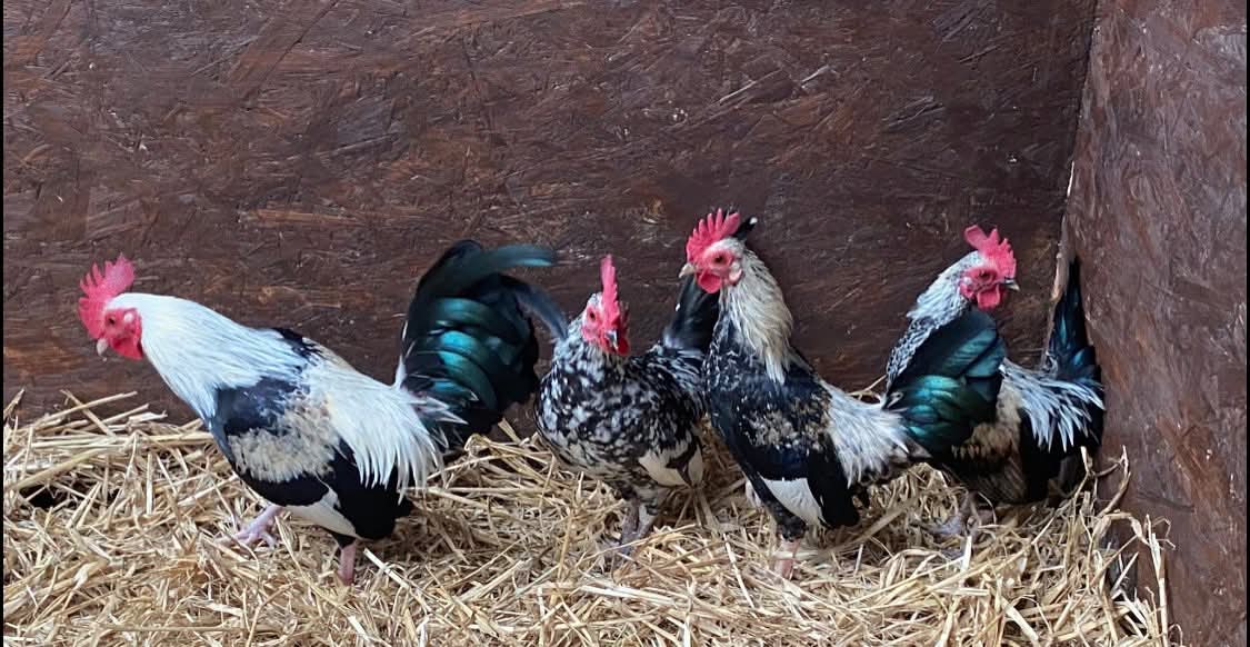 team_greenacres's tweet image. 🐓Cockerels🐓

We almost always have cockerels of different sizes needing homes

Please apply by following the link below 👇 if you feel you can offer spacious, predator free accommodation for our boys ideally with some lady friends 🐔

greenacresrescue.org.uk/find-a-pet/sma…

#teamgreenacres