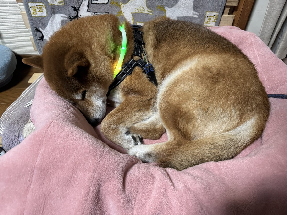 くまきち (@bearbeartyan) / Posts / X