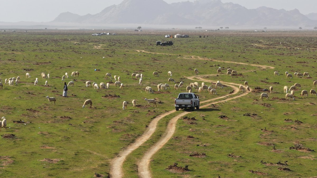 Amanat_Hail's tweet image. • حائل البهية 🌿

الربيع يسبق موعده 💚
📍في روض ابن هادي 

📸 | #حائل_الأجمل • #أمانة_منطقة_حائل