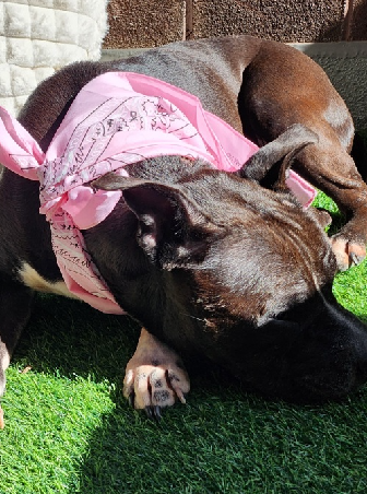 notthesameone2's tweet photo. 🚨 Last call for 12-y/o Bella, now under kill command. Just back at ACC, returned after a conflict w/ resident dog. Previously adopted last summer. Came in w/ a bite wound. Sweet, playful, well-behaved senior. Has a mass. https://t.co/BKYLhck0dk