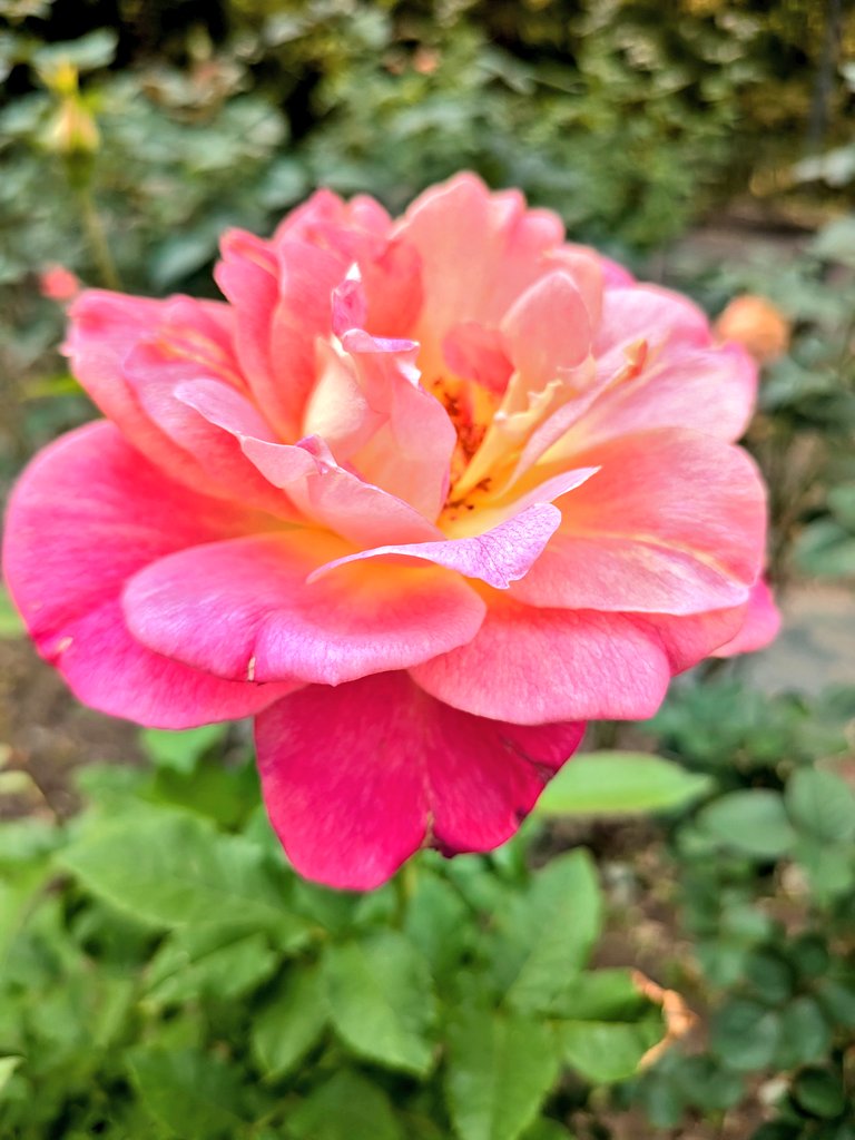 よっしー。様ページ よっしー先輩👨🏼‍🎨 (@yoshi012345) | TikTok