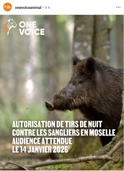 ChasseAbolition's tweet image. Du 13 décembre 2025 au 14 avril 2026, le #préfet de la #Moselle autorise les tirs de nuit de sangliers 😤

instagram.com/p/DTceS8MkcFF/