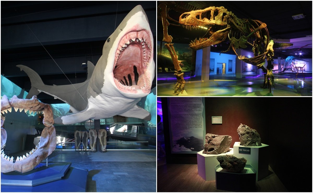 🏛️ GOBIERNO | Puebla Museo de la Evolución resguarda colección científica más importantes del estado dlvr.it/TQKZCz 🔗 #MuseoDeLaEvolución #Ciencia #ColecciónCientífica #Puebla #AnimalesExtintos