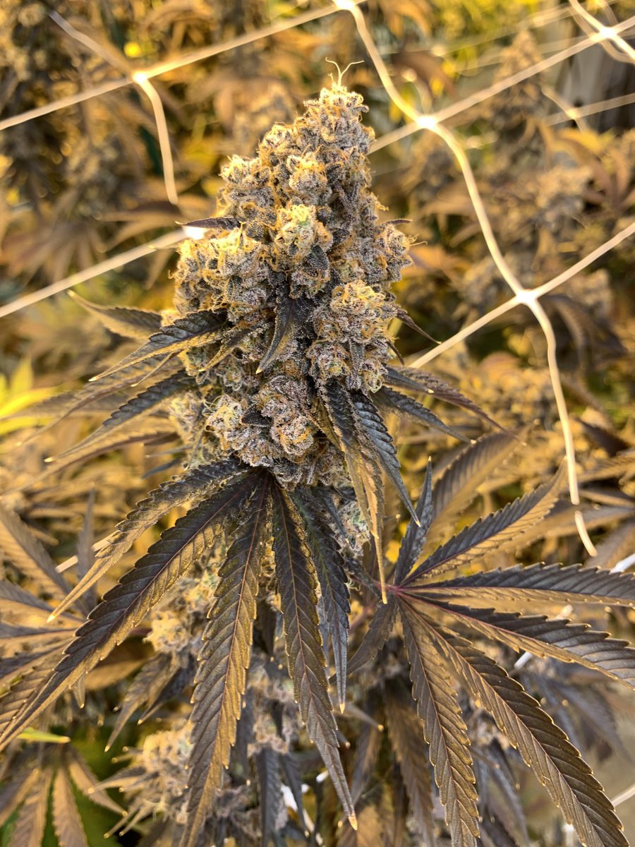 People under the stairs genetics tweet media