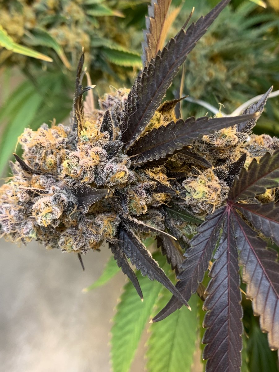 People under the stairs genetics tweet media