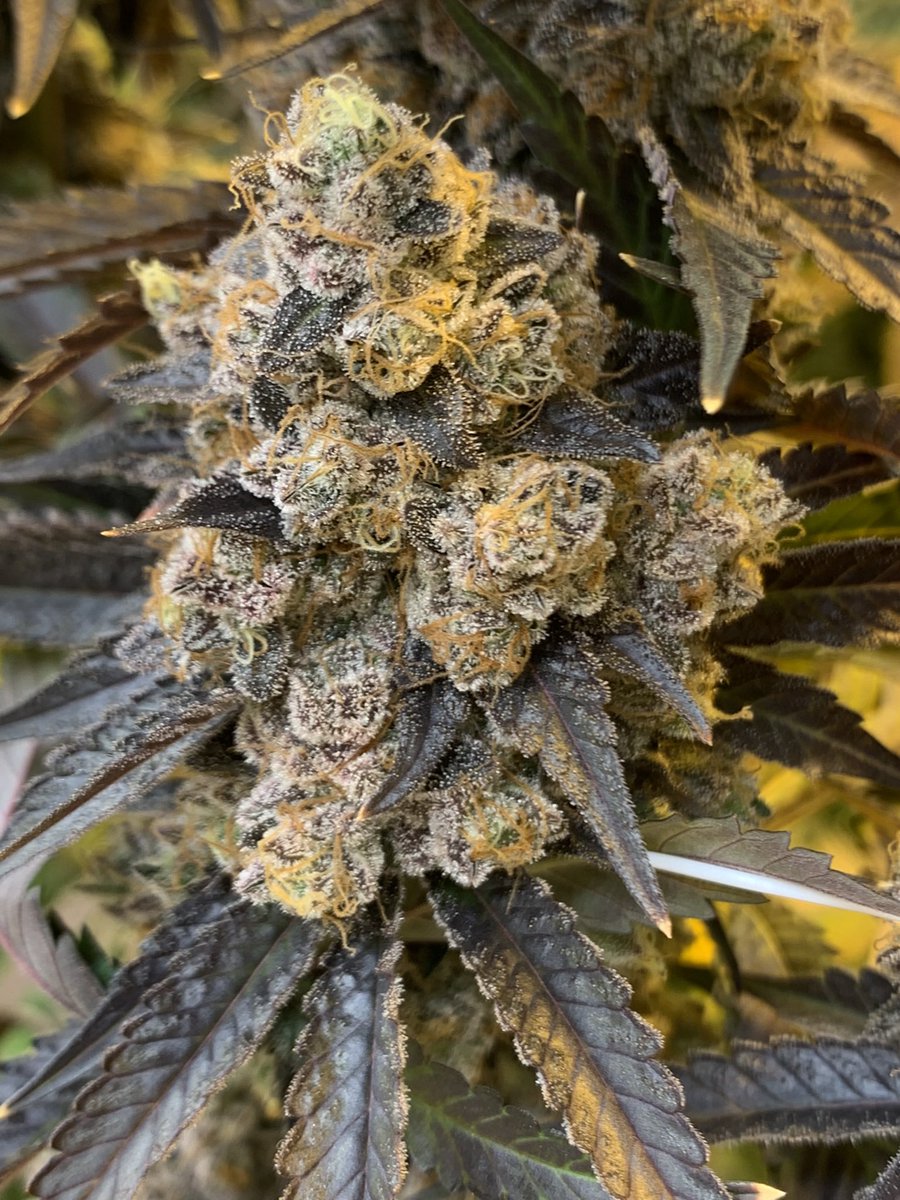 People under the stairs genetics tweet media