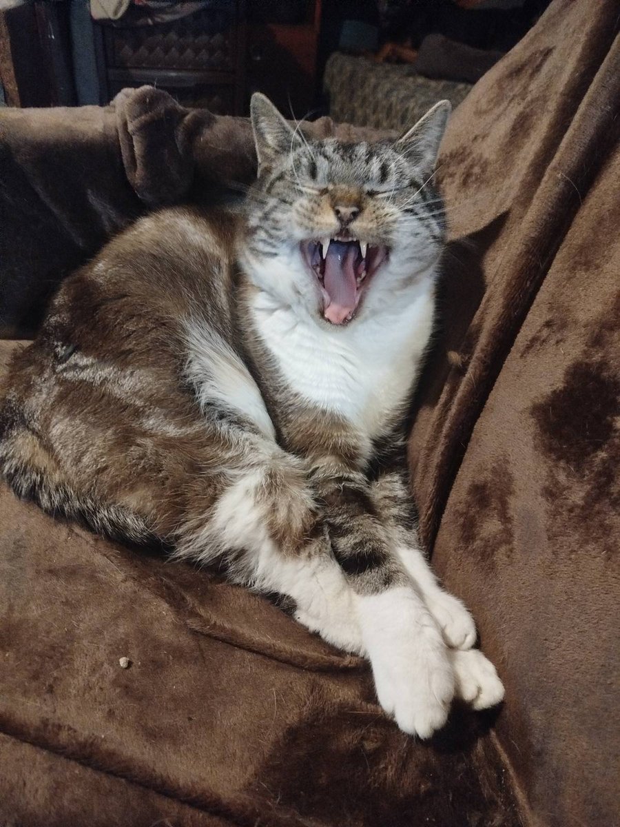 KotShurick's tweet image. Зеваем-и засыпаем .. Доброй ночи!