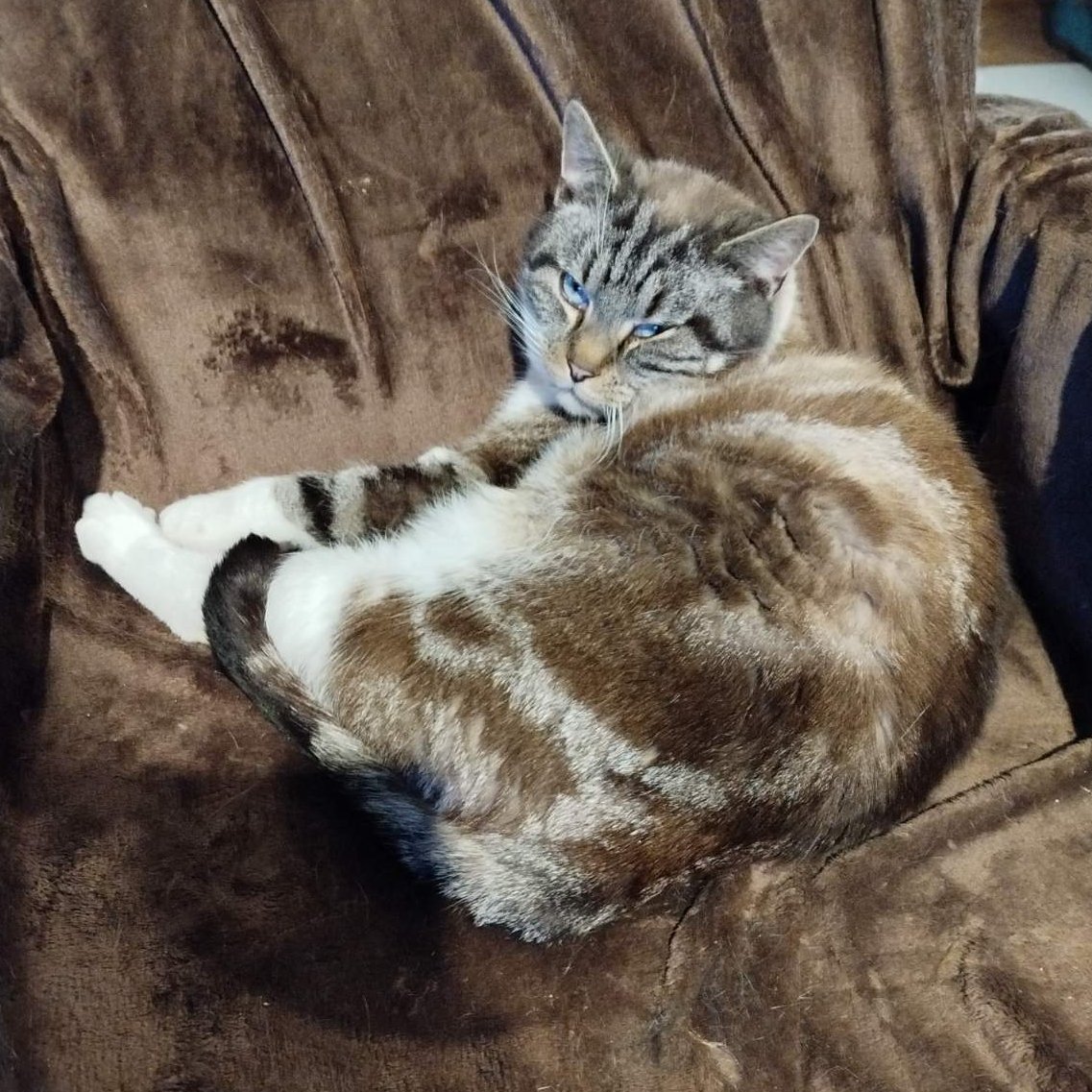 KotShurick's tweet image. Зеваем-и засыпаем .. Доброй ночи!