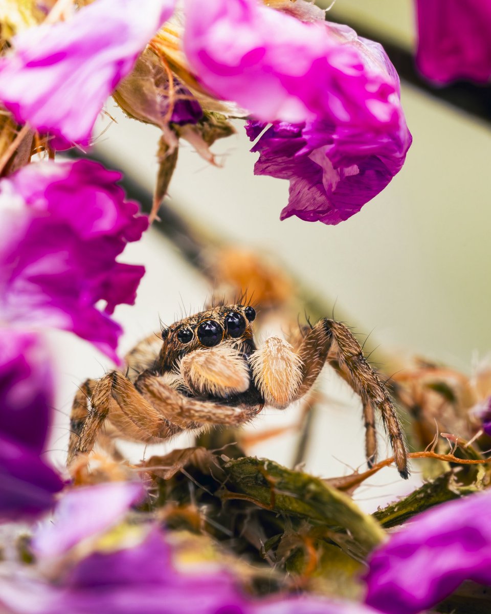 Me dio por las arañas saltarinas. Las encuentro tan geniales. 🤩
Fotos tomadas en el patio de la casa.