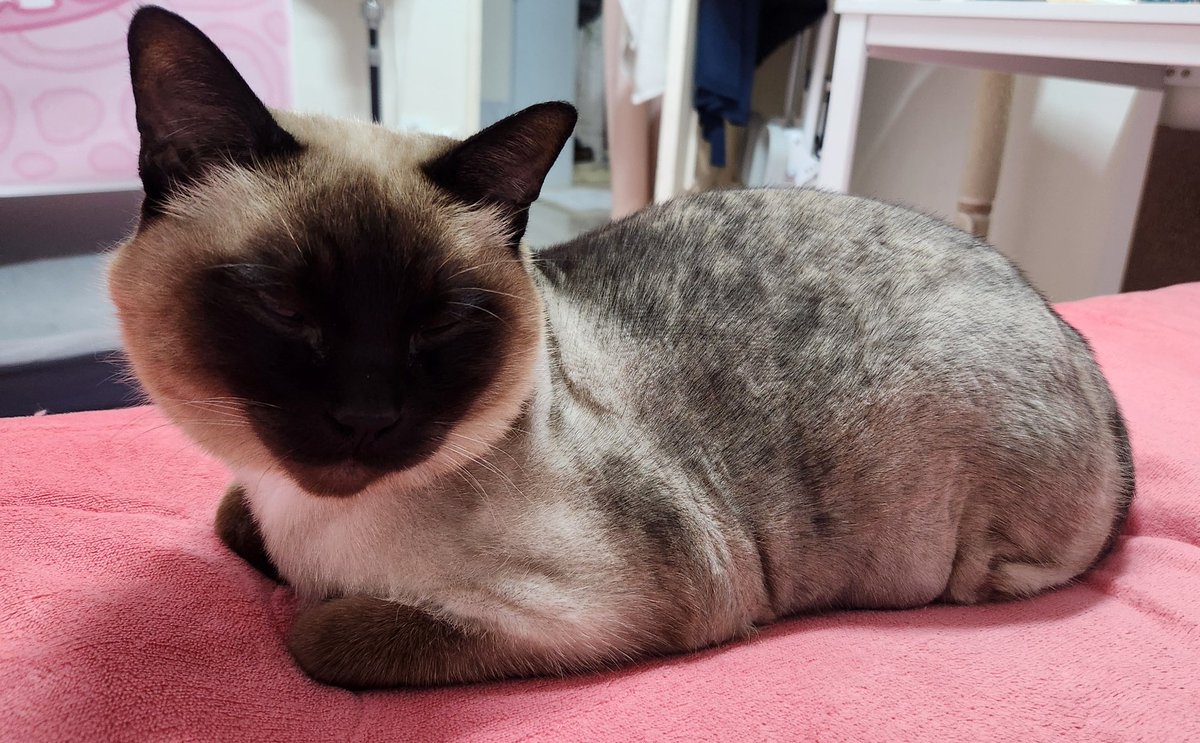 Shampoo_Joy's tweet photo. 10일 생일이었던 고양이
10살이 되었다 https://t.co/vEuYB7PtrP