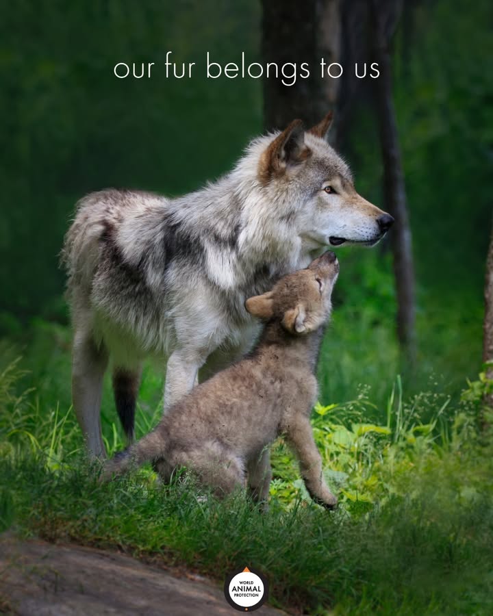 World Animal Protection US tweet media