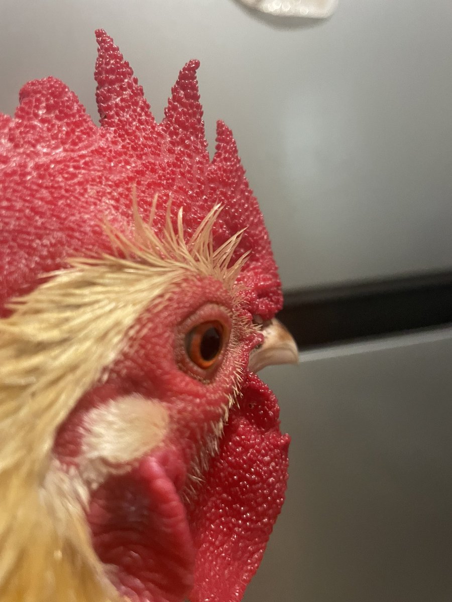 badrechicken's tweet image. worlds most huggable chicken