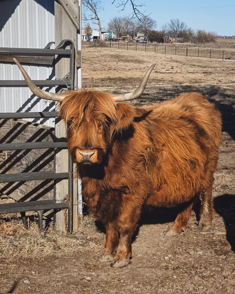 CoalValleyCoos's tweet photo. Strong, fluffy, and absolutely unbothered 💁‍♀️🐂✨
Queen of the pasture.
#highlandcow #farmlife #farmvibes #cattleofinstagram #ranchlife https://t.co/670keaGgii