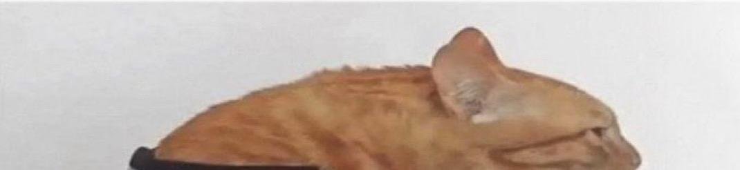 RetrAshado's tweet image. Abre el post para el check