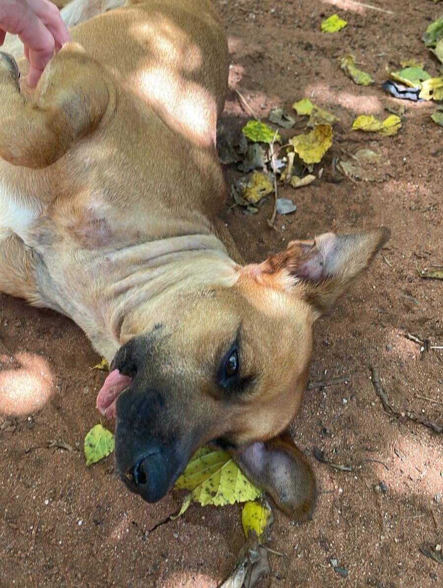 delpynews's tweet image. ▶️FUERZA, CANELA, PASO A PASO| ​🥺

La fundación que atiende a la perrita mencionó que mostró inapetencia y salió al patio a tomar sol.🐾😪

"No quiso comer, estuvo inapetente, pero sabemos que este es un proceso de 'un día a la vez'. Tampoco queremos apurar su proceso, aunque…