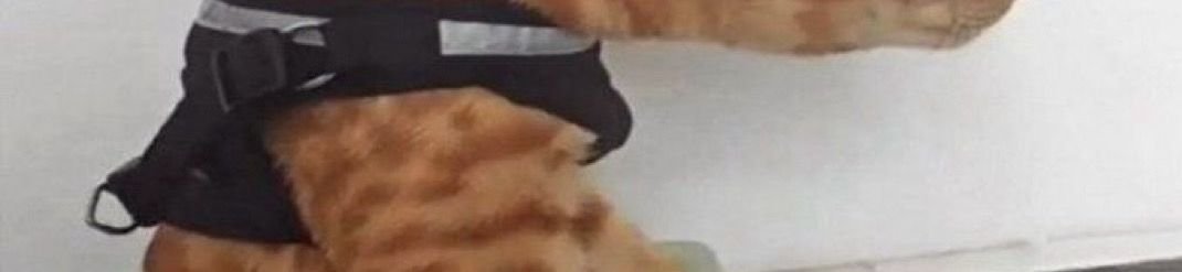 RetrAshado's tweet image. Abre el post para el check