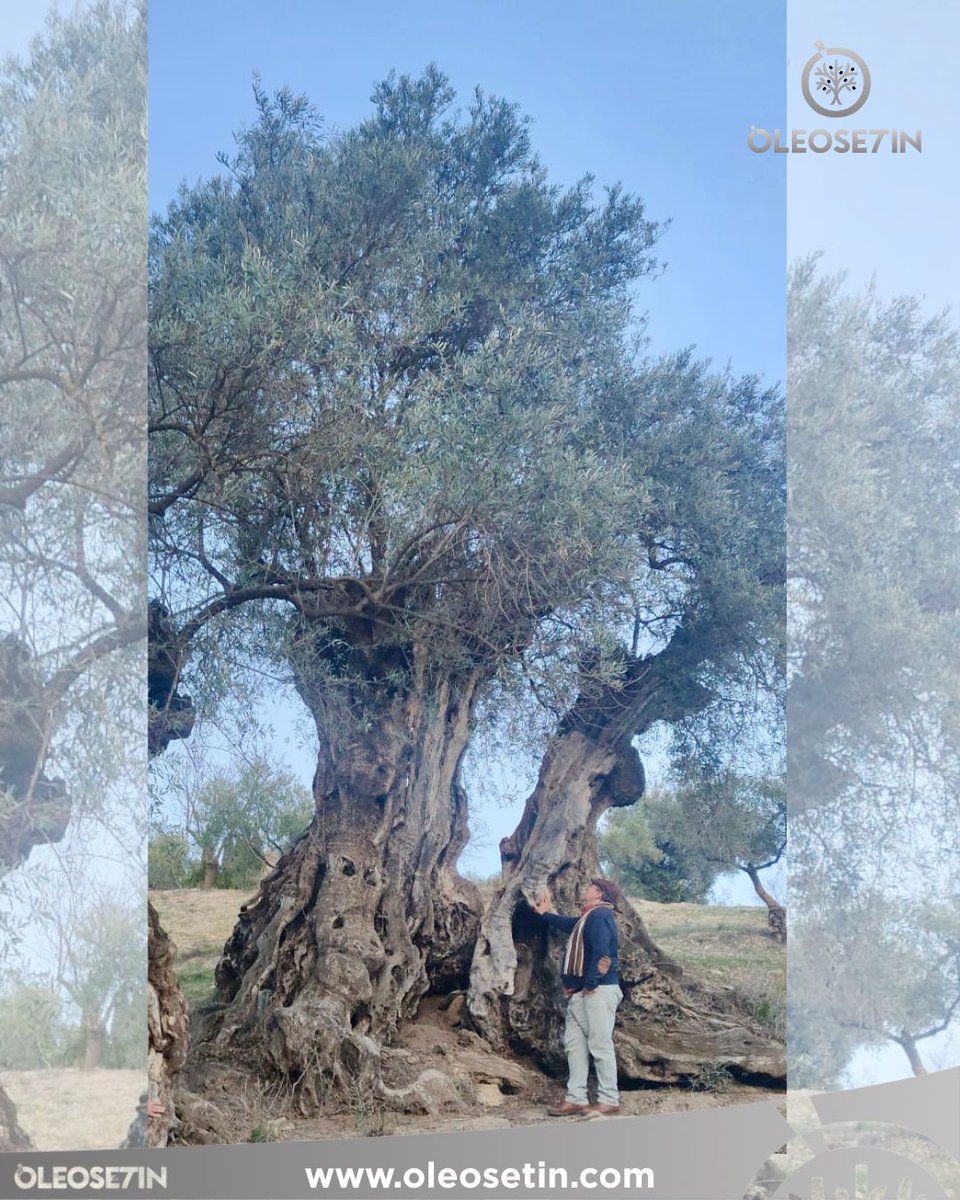 Oleosetin, pasión por la cultura del aceite