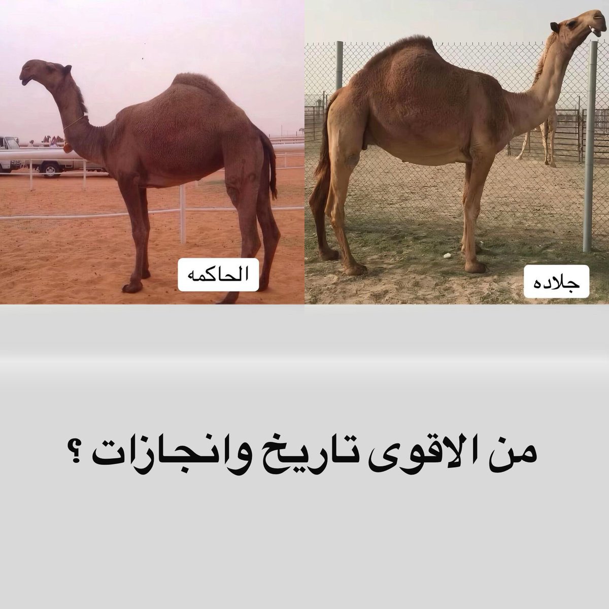 vip خاص نوادرالابل tweet media