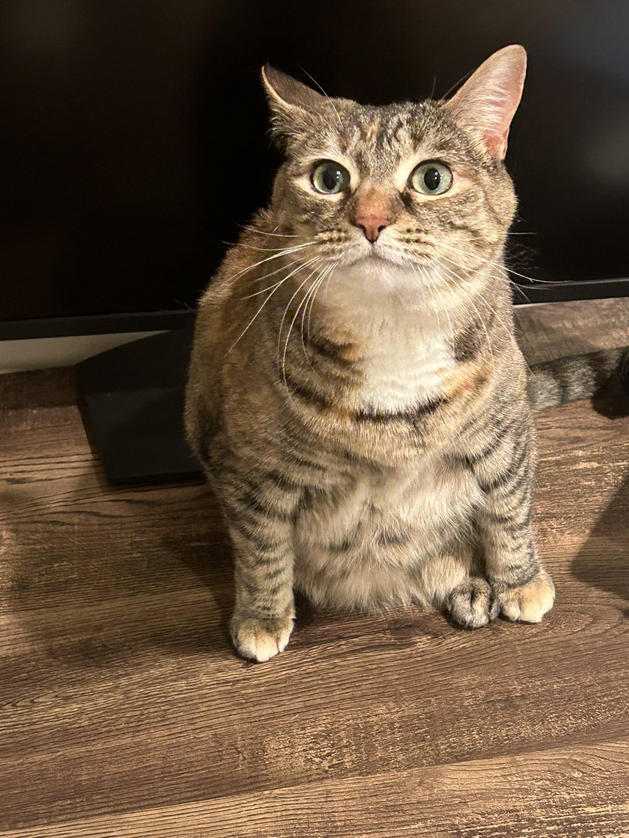 capkraz's tweet image. Wait omg Panko sits like Juneau