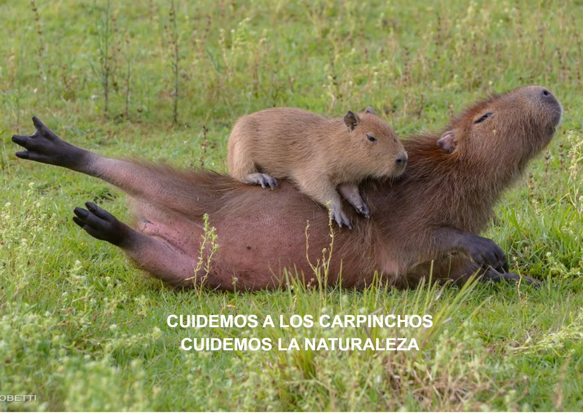 YfranEly's tweet image. CUIDEMOS A LOS CARPINCHOS!
Ellos no saben qué es un barrio privado.
No saben de autos, de cercos, de ruidos.
No son “un problema”, sino seres vivos que sienten, que cuidan, que aman a los suyos. Cuando hablamos de los carpinchos de Nordelta, no hablamos de “animales sueltos”.