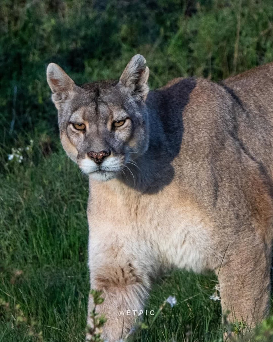CarlosAmpuero's tweet image. 🧡 Falleció Rupestre, la querida puma del Parque Nacional Torres del Paine, a los 13 años y por causas naturales. Un tesoro de nuestra fauna que dejó huella en quienes pudieron conocerla y fotografiarla. Como dijo alguien “murió de viejita… y dejó amor en nuestros corazones"